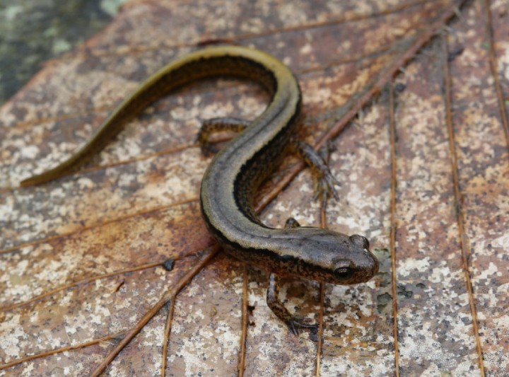 Northern Two-lined Salamander